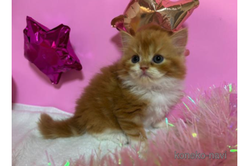 成約済の大阪府のスコティッシュフォールド-68357の1枚目